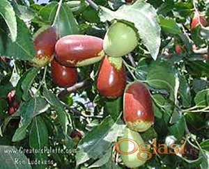 Prodajem sadnice Žižula